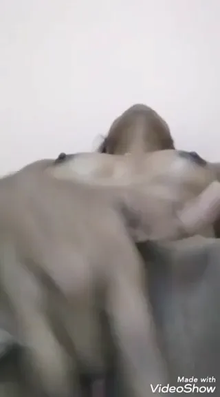 तेलुगु देसी लड़की चूत में उंगली घुसाकर हस्तमैथुन करती गीला पानी दिखाती हिंदी बीएफ वीडियो — screenshot 3