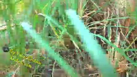 पति के लंबे लंड पर बैठकर जंगल में चूत चुदाई देसी सेक्स वीडियो — screenshot 10