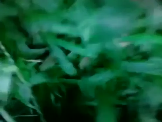 मणिपुरी गर्लफ्रेंड की जंगल में खुली चुदाई देसी सेक्स हिंदी बीएफ वीडियो — screenshot 4