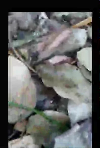 चार देसी गर्ल्स का जंगल में नंगी चुदाई और सेक्स पार्टी का ब्लू फिल्म वीडियो — screenshot 7