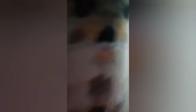 आंटी की चूत बजाई अंकल के सामने उसके कहने पर देसी सेक्स वीडियो — screenshot 8