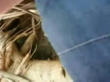 देसी कॉलेज लवर्स का आउटडोर हॉट सेक्सी रोमांस हिंदी बीएफ वीडियो — screenshot 9