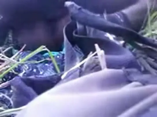 कॉलेज गर्ल ने खेत में देहाती चुदाई करवाई गांव की चूत वीडियो — screenshot 10