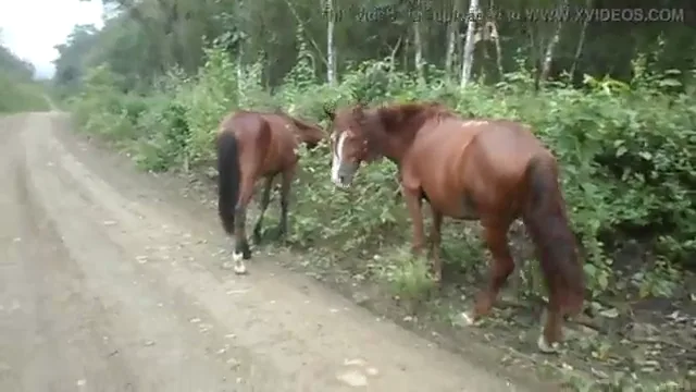 खुले में मूतती नॉर्थ ईस्ट इंडियन लड़की की चूत चुदाई वाली देसी MMS वीडियो — screenshot 3