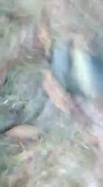 देहाती कॉलेज स्टूडेंट्स की जोरदार चोदा चोदी वाली गांव की चुदाई वीडियो — screenshot 5