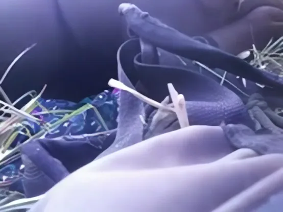 भाभी की चिकनी चूत को खेत में देवर ने चोदा देसी चुदाई वीडियो — screenshot 9