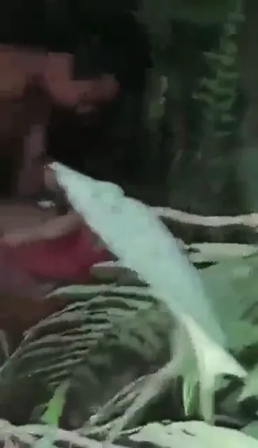 आसाम जंगल में लफंगों ने देहाती लौंडी की चूत चोदी जंगली देसी सेक्स वीडियो — screenshot 1