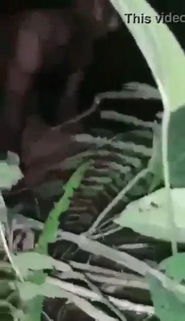 आसाम जंगल में लफंगों ने देहाती लौंडी की चूत चोदी जंगली देसी सेक्स वीडियो — screenshot 2