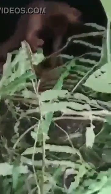 आसाम जंगल में लफंगों ने देहाती लौंडी की चूत चोदी जंगली देसी सेक्स वीडियो — screenshot 3