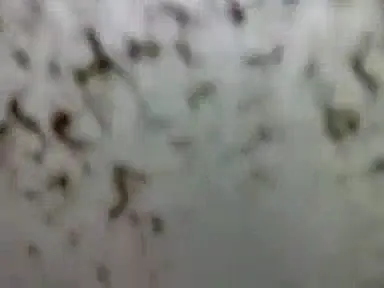 पतली कमर वाली देसी लड़की की संडास में जबरदस्त देहाती चुदाई हिंदी बीएफ वीडियो — screenshot 1