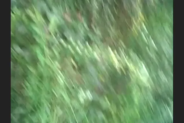 मोटे लंड से जंगल में चुदती देसी लड़की की गांड चुदाई गांव वाली सेक्स वीडियो — screenshot 9