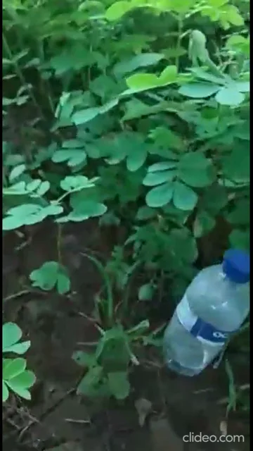 देसी बीवियों का आउटडोर चुदाई कंपाइलेशन गांव की क्लिप्स हिंदी बीएफ वीडियो — screenshot 2